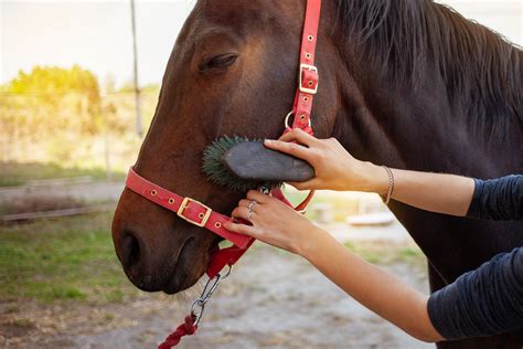 Horse Care .
